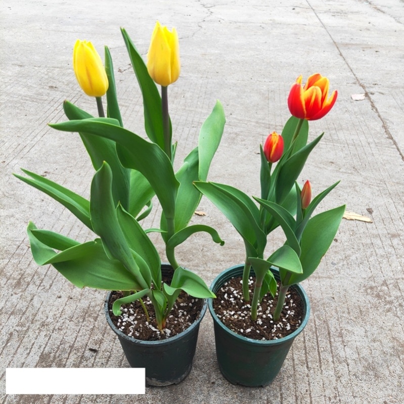 人养花花,人养花花养人哪些花养人