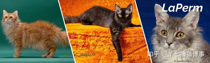 有哪些好看的家养猫,最适合家养的猫咪品种不掉毛