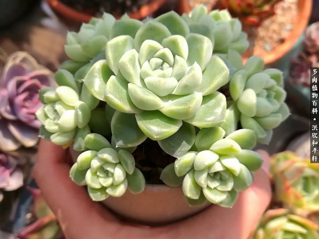 多肉的四季轮回,四季轮回多肉