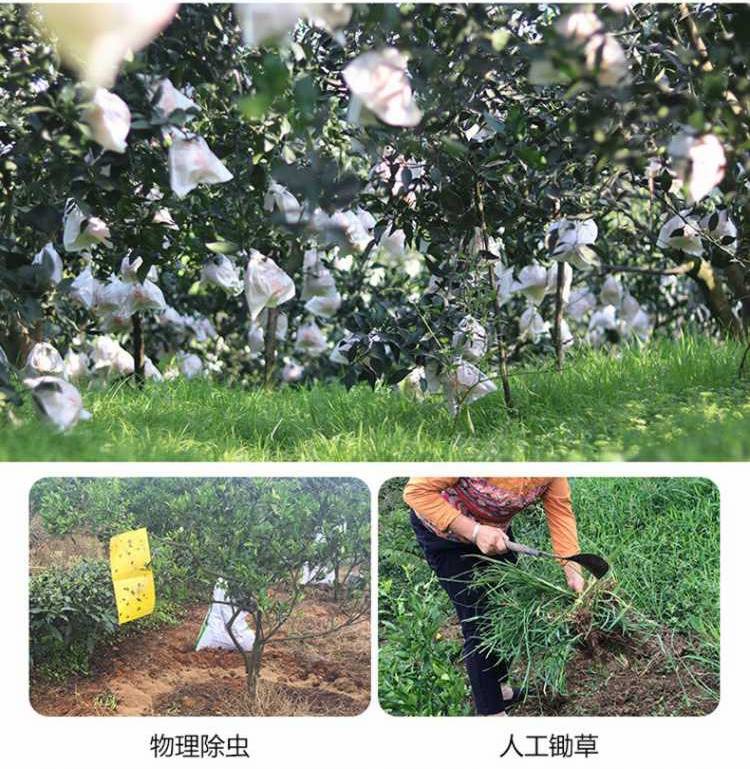 新鲜特价丑橘四川耙耙柑,四川丑橘新鲜耙耙柑