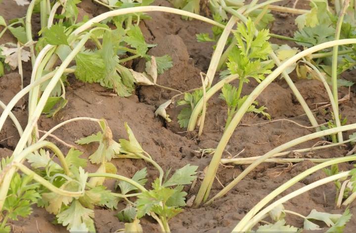 芹菜育苗的快速方法,芹菜播种种植全过程视频