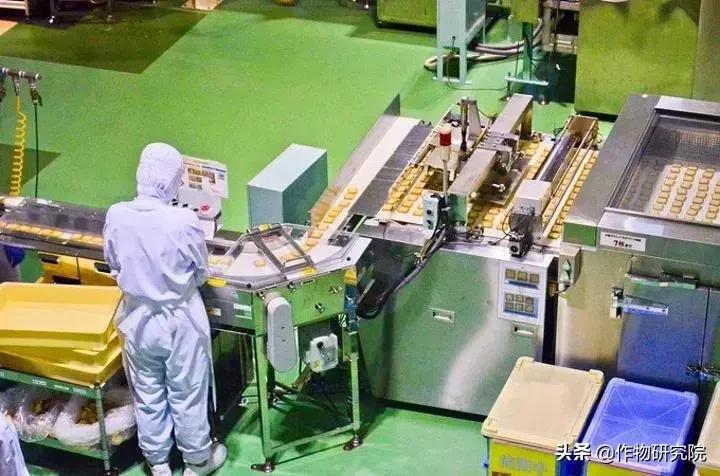 日式网红薄饼干,日本饼干伴手礼