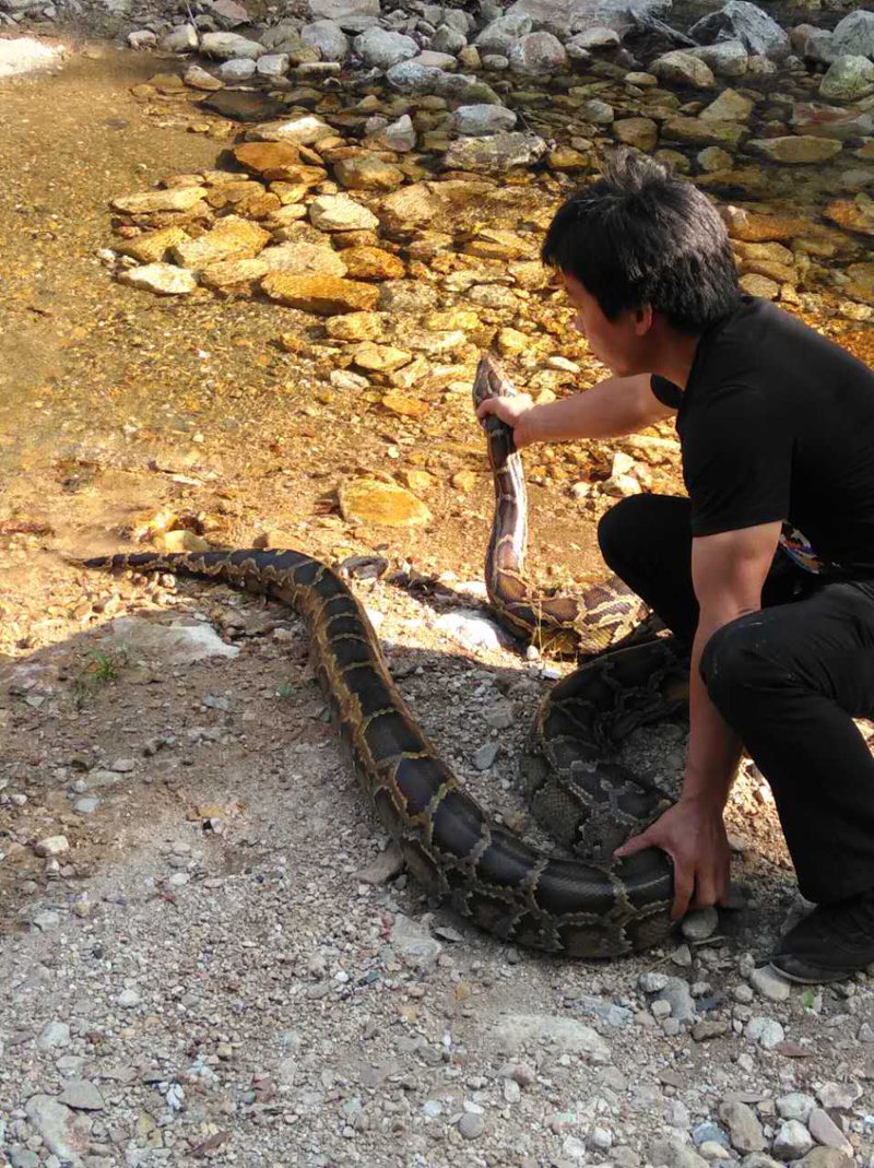 蟒蛇吞到大鹅,蟒蛇吞了一只鹅