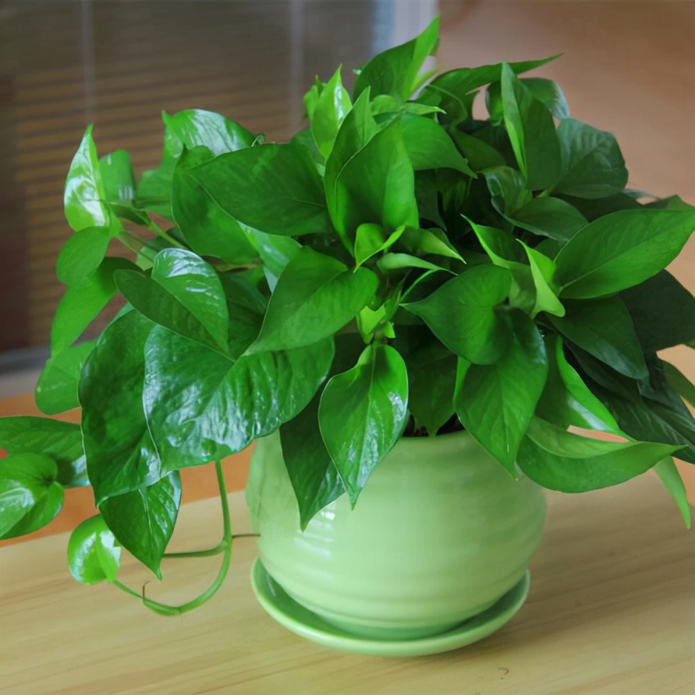 一帆风顺花有毒吗对小孩有影响吗,气味对身体有害的盆栽花卉