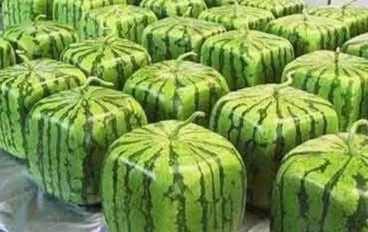 今日分享日本趣闻：20件你所不知道的日本趣事