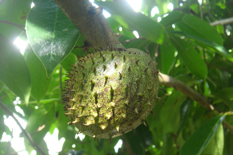 刺果番荔枝种植方法,刺果番荔枝的制作方法