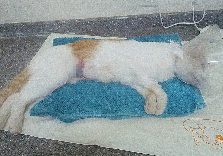 发情前绝育还是发情后绝育好,发情中做绝育会立即停止发情吗