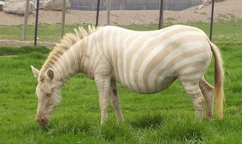 这100种动物你都认识吗,10种从未见过的动物