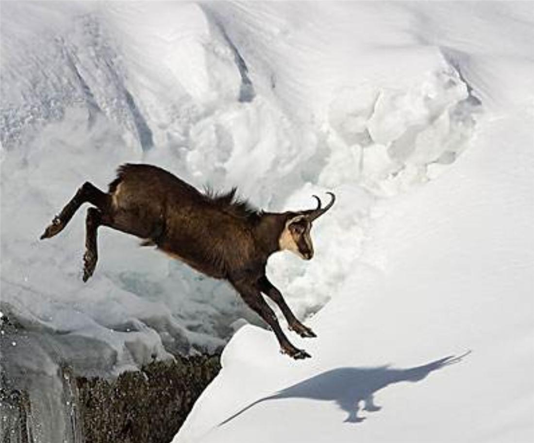 阿尔卑斯山出现一只羚羊,阿尔卑斯山三角峰