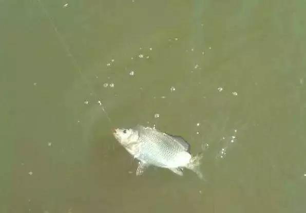 春天来了钓鱼人的黄金季节,一竿一线一钩3月到6月底能钓鱼吗