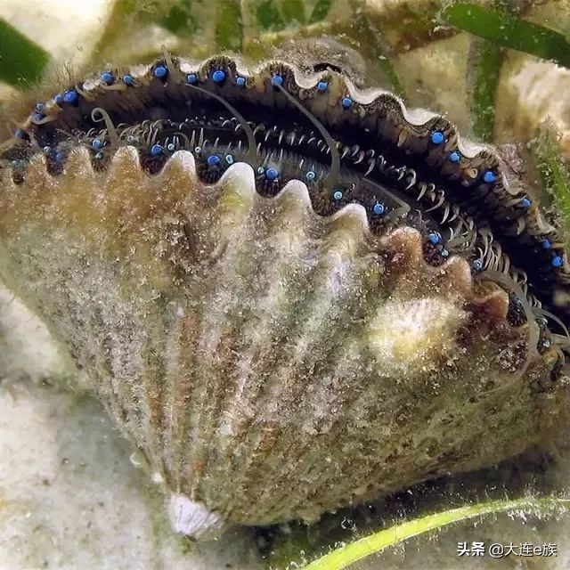 大连扇贝一年四季都有吗,大连的小扇贝叫什么