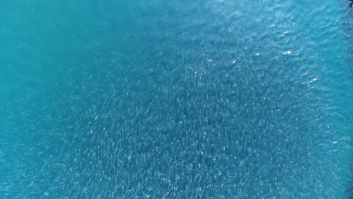 鱿鱼丝当零食有什么坏处,干鱿鱼丝可以当零食吃吗