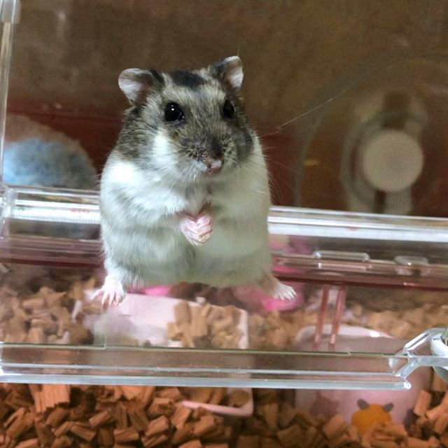 仓鼠粮食被老鼠偷吃了,仓鼠专吃鼠粮