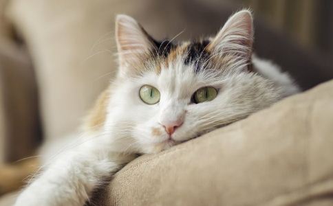 加盟宠物店新手入门,怎样加盟开一家宠物店