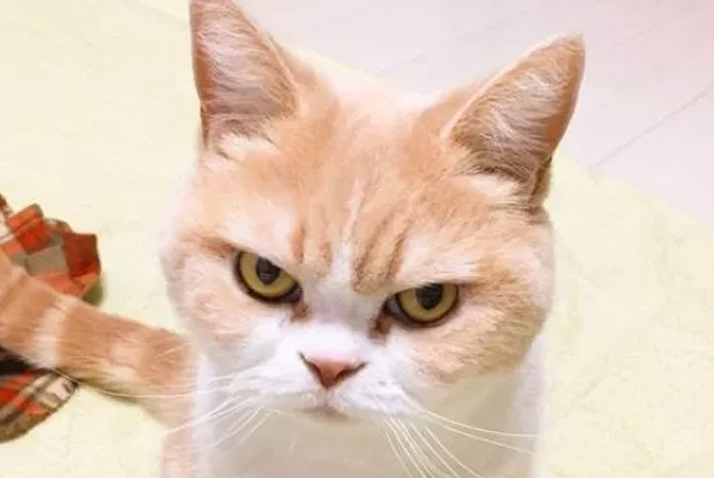 怎么才能使猫安静下来,怎么让生气的猫平静下来