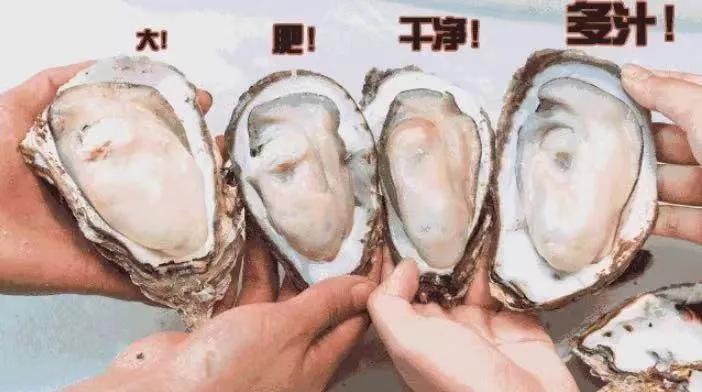 不孕不育更好吃？这种湛江生蚝无心恋爱专注长肉