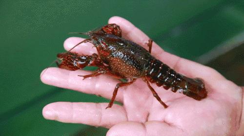 养小龙虾水面起水泡是怎么回事,养殖小龙虾虾尾起水泡