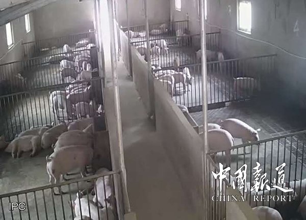 河南生猪代养,生猪代养注入致富活水