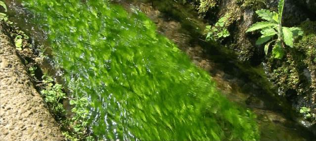 日本和牛哪个级别口感最好,日本和牛优势