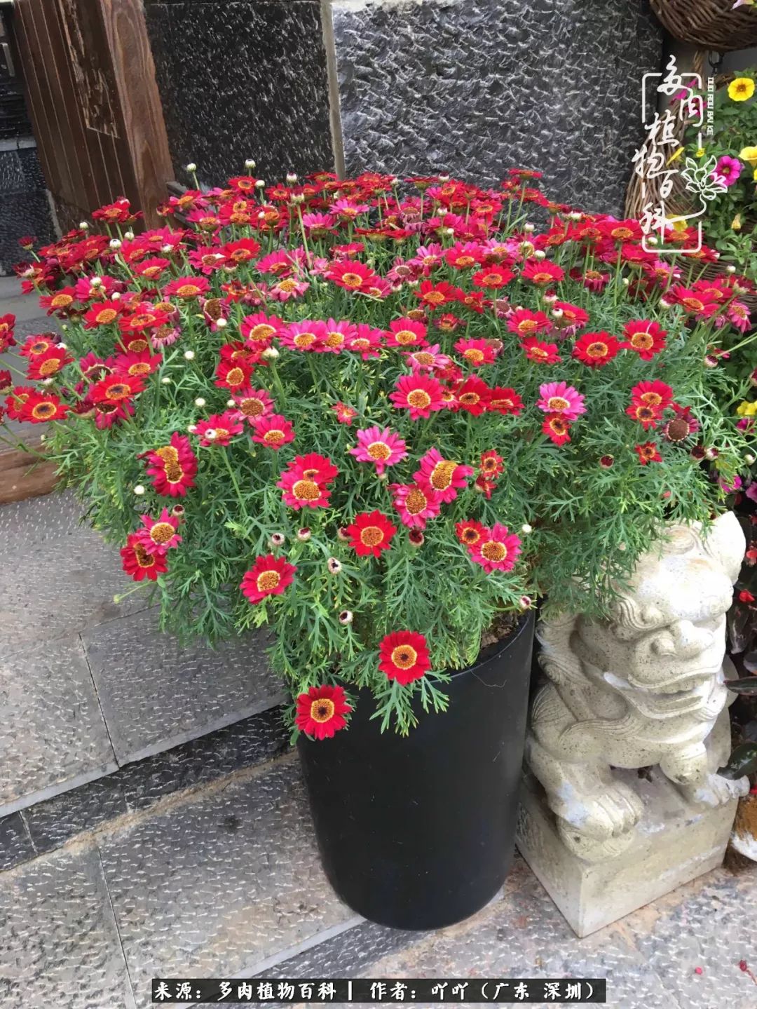 涓冨僵浜戝崡澶氳倝,浜戝崡澶氳倝涔嬫梾