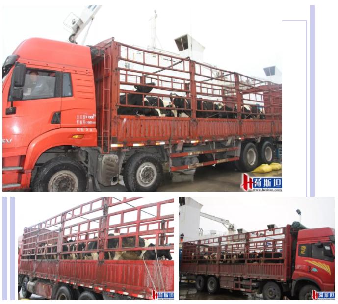 4000头新西兰牛抵达大丰港适合中国消费者的海福特肉牛强势来袭