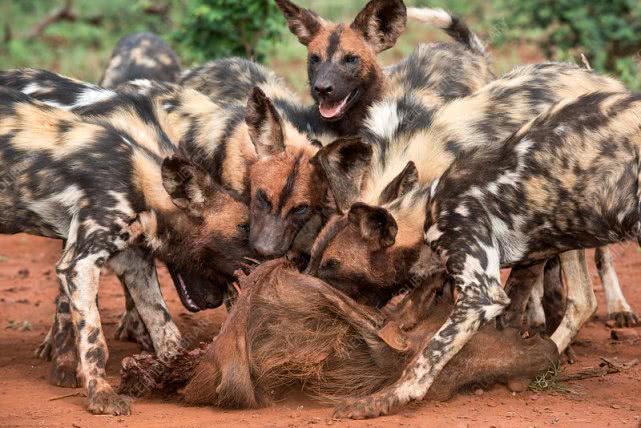 用喷嚏来投票?不可思议的方式,让非洲野狗团队更民主更团结