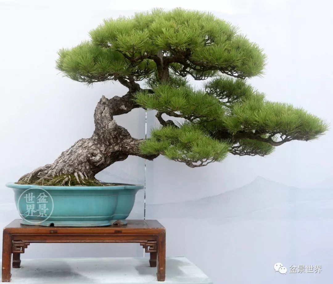 不可多得的黑松盆景素材,富贵大气的盆景有哪些