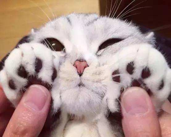 猫咪脖子里游动的肉球,猫咪肉球正常是热的吗