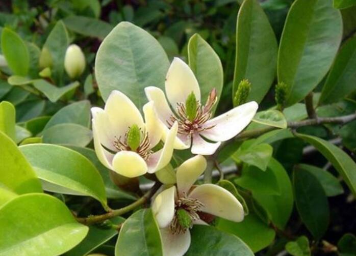 哪种花可以提取香精,一共有多少种花可以提炼香精