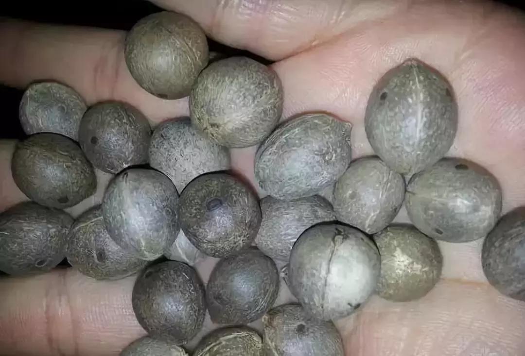 认识了70种菩提，您就是半个专家，再逛文玩市场就没有压力啦！