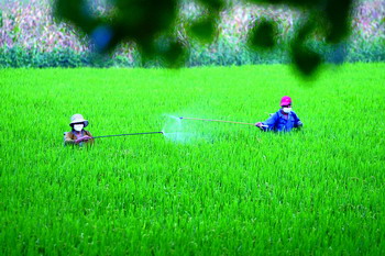 农药识别技巧口诀大全视频,农药识别口诀完整版