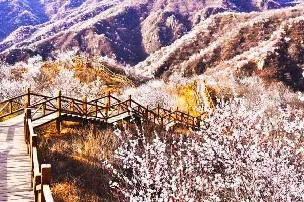 到了京郊这些花开四溢的“仙境”，您简直可以把日子过成诗！