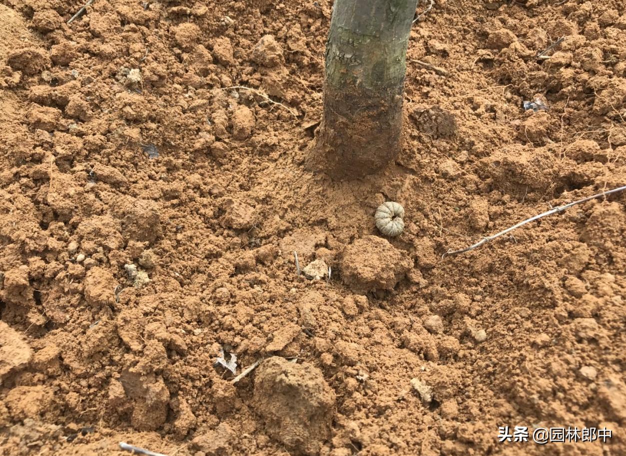 红枫幼苗叶子怎么都蔫了,红枫树叶子突然枯萎了怎么办