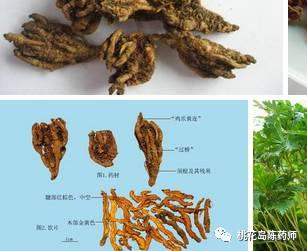 常用300种中药饮片的名称,凌霄花中药饮片别名