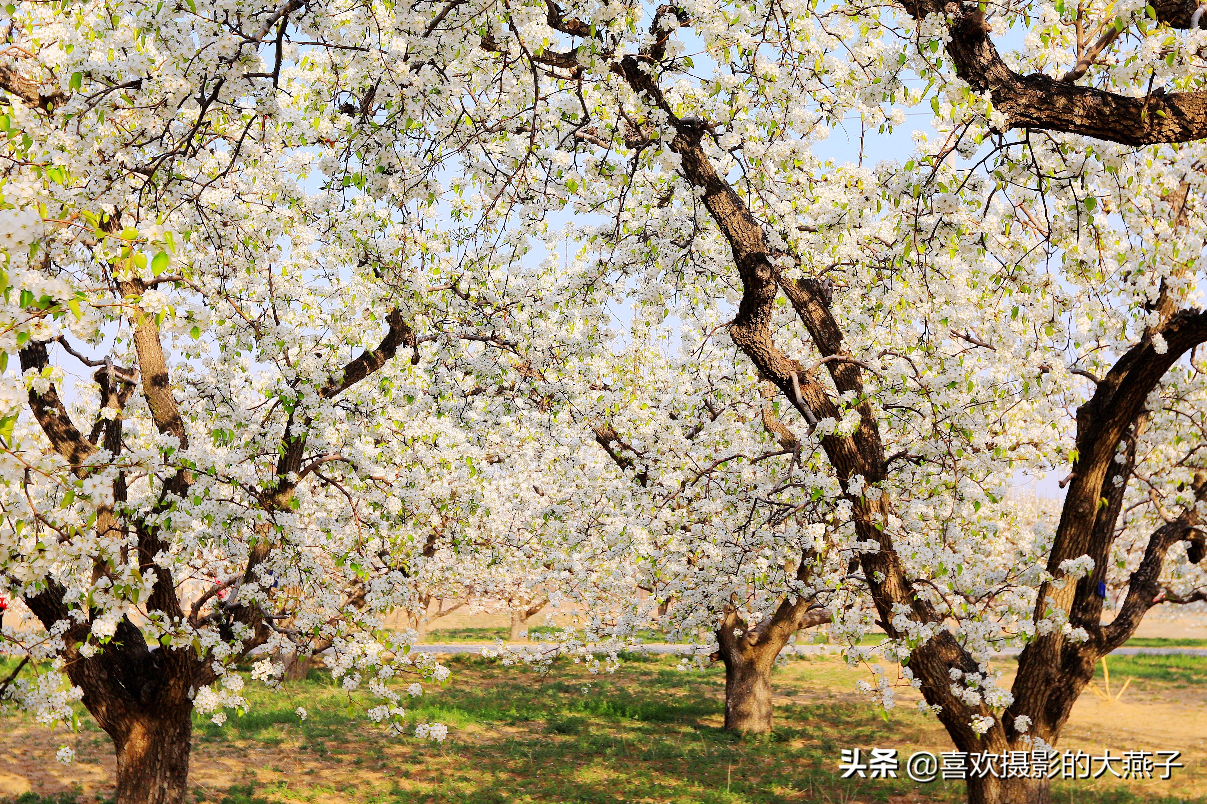 大兴万亩梨花园地点,北京大兴赏梨花具体位置