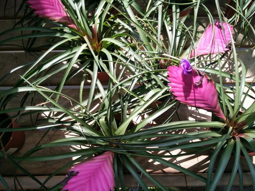 铁兰花开过花后能第二次开花吗,铁兰花花苞黄了怎么办