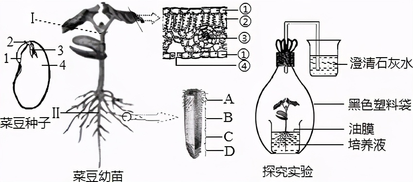 七上生物绿色植物的呼吸作用复习,高一生物必修一呼吸作用习题讲解
