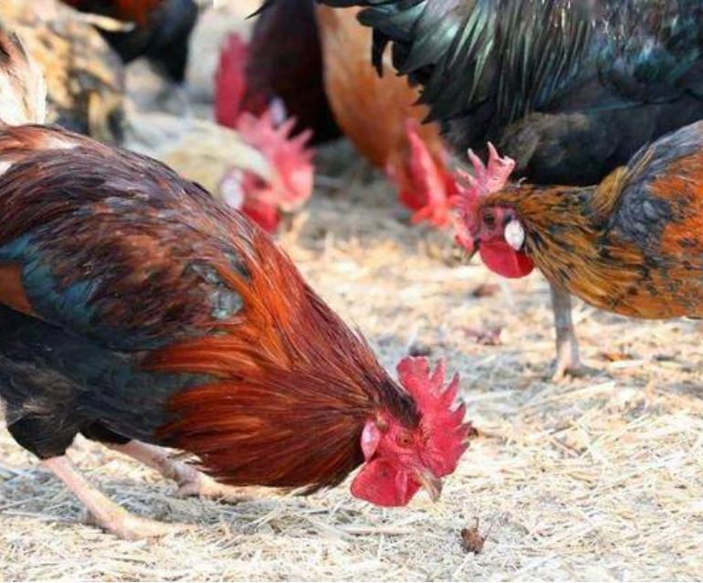 李延荣蟑螂养殖场具体位置,李延荣蟑螂养殖场现在怎么样了