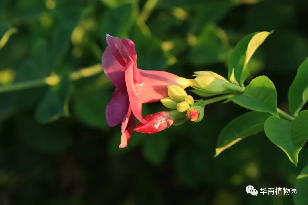 秋日识花：可爱紫红爱明黄