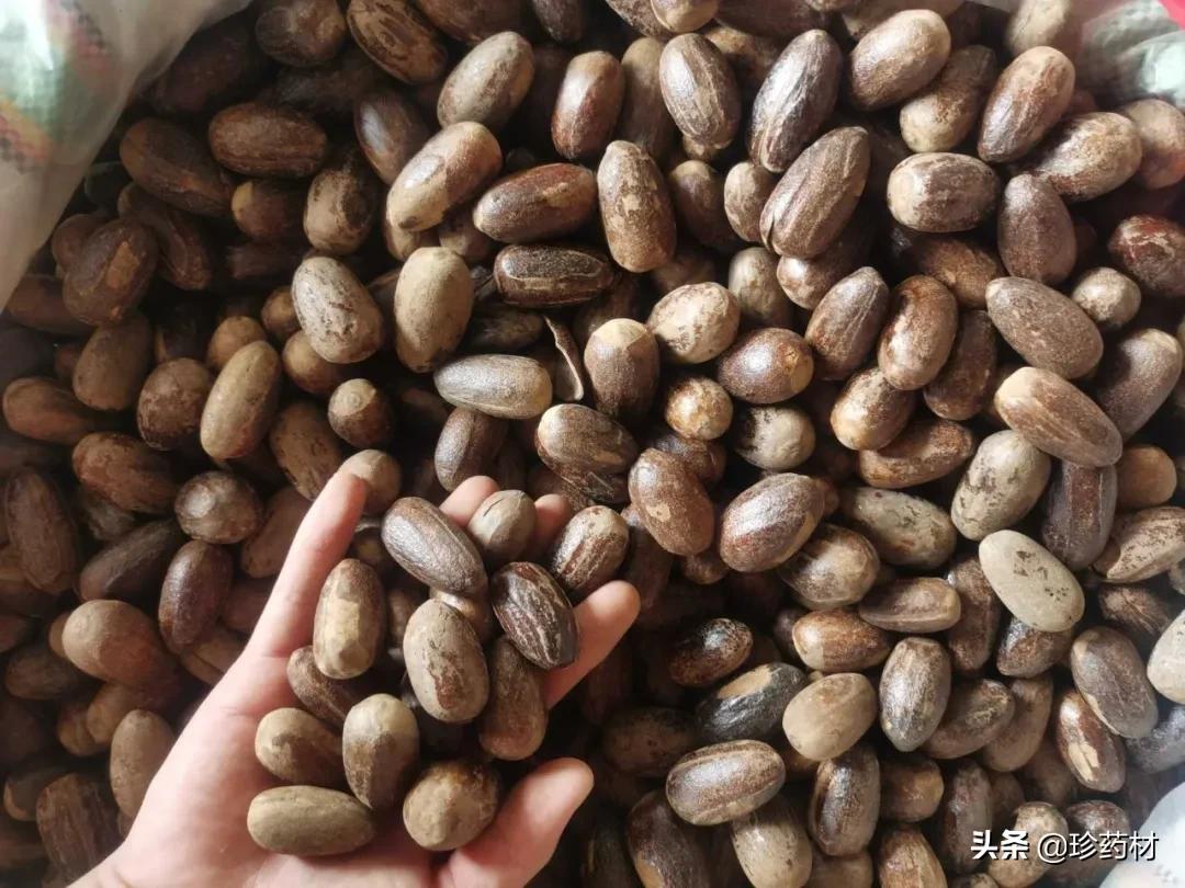 药材产地行情日报,2020年7月药材市场药材价格快讯