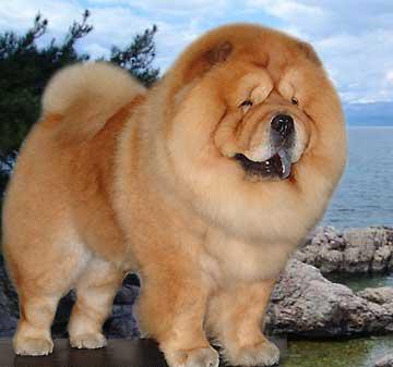 全世界100种名贵狗,世界上46多种名狗图文说明