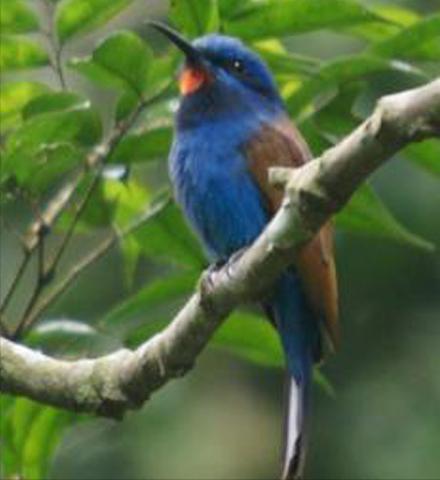 东江揽胜,惠州淡水常见鸟类图谱