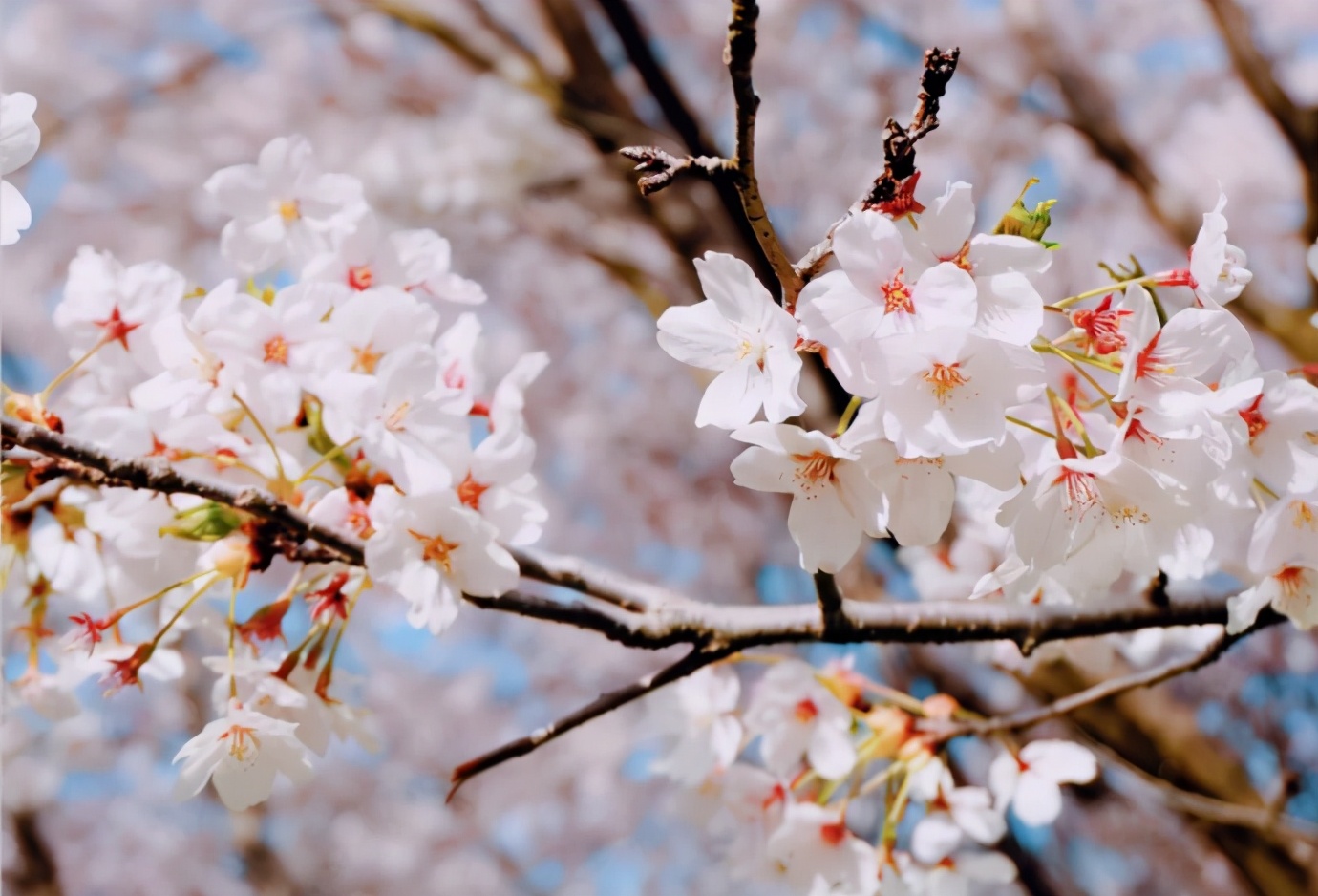 四月的青岛微风不燥,四月份的青岛什么好吃
