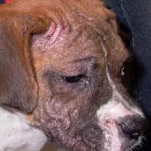 狗狗两腿内侧突然起红疹,狗狗身上起红疹用什么药