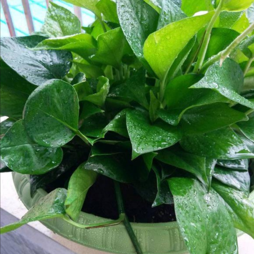 绿萝浇什么水长得比较茂盛,绿萝浇什么水才能长得更旺盛