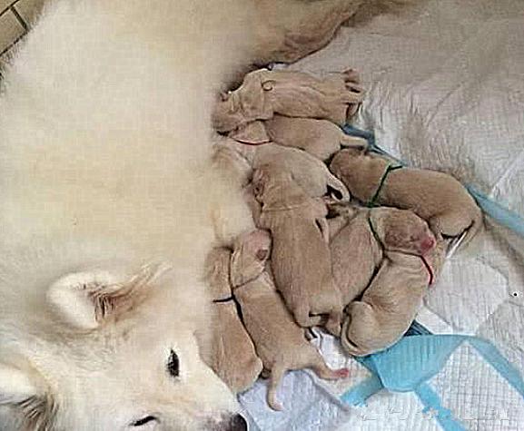 萨摩耶怀孕前兆,萨摩耶知道主人怀孕会有什么反应