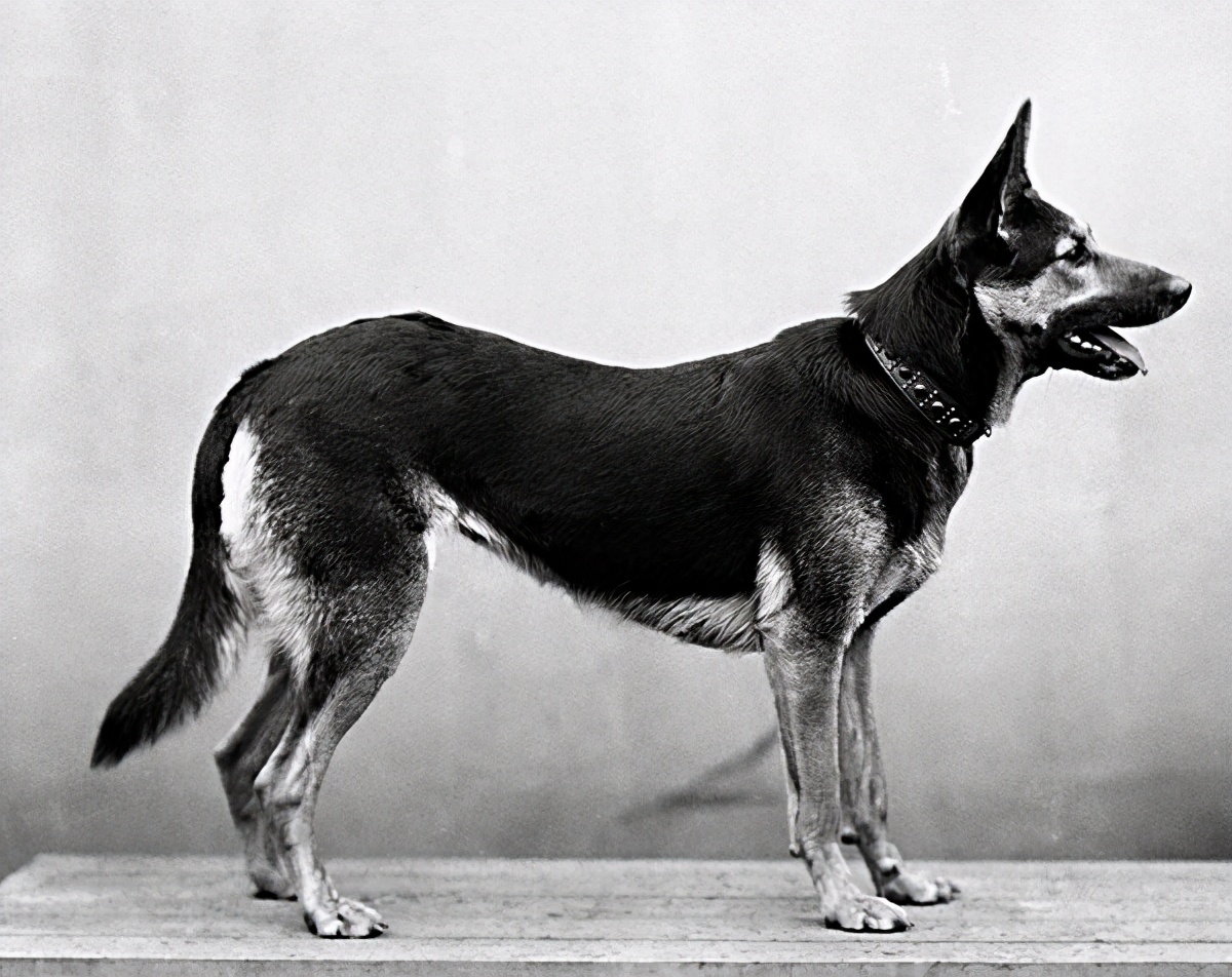 寻根问祖系列(3):德国牧羊犬(GermanShepherddog)