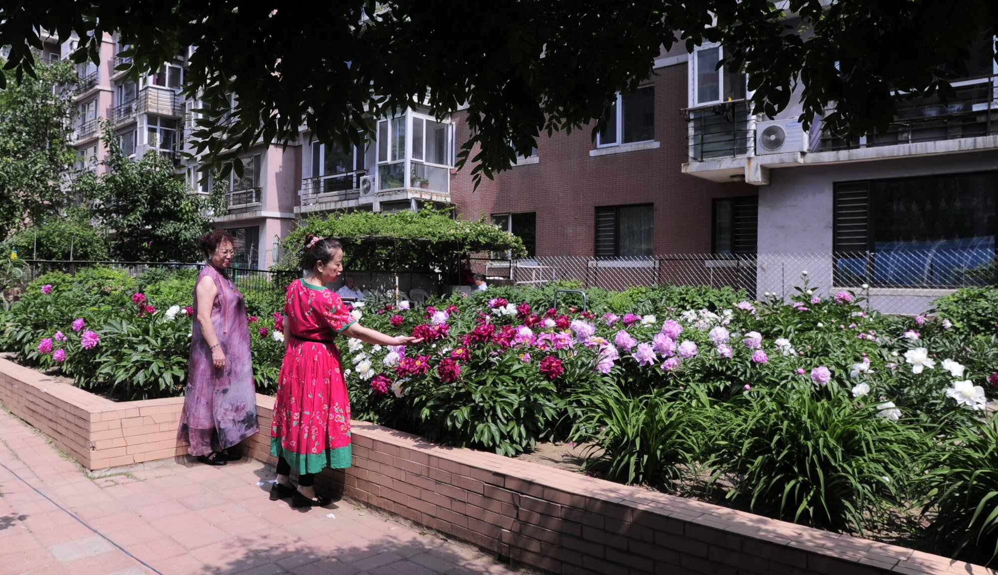 沈阳90岁老人自费建花园如今繁花似锦