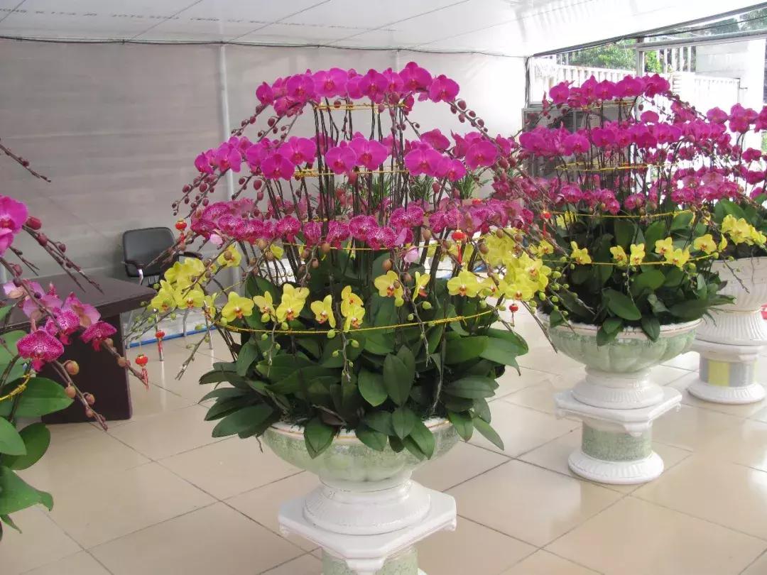 北方养蝴蝶兰用什么植料,北方适合养哪种蝴蝶兰