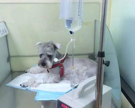 宠物尿尿在被子上怎么处理,宠物尿泡怎么办